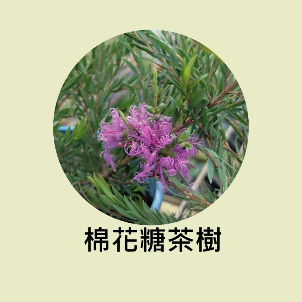 [碧路蘭旅]棉花糖茶樹 5吋盆 蜜源植物 花木 盆栽