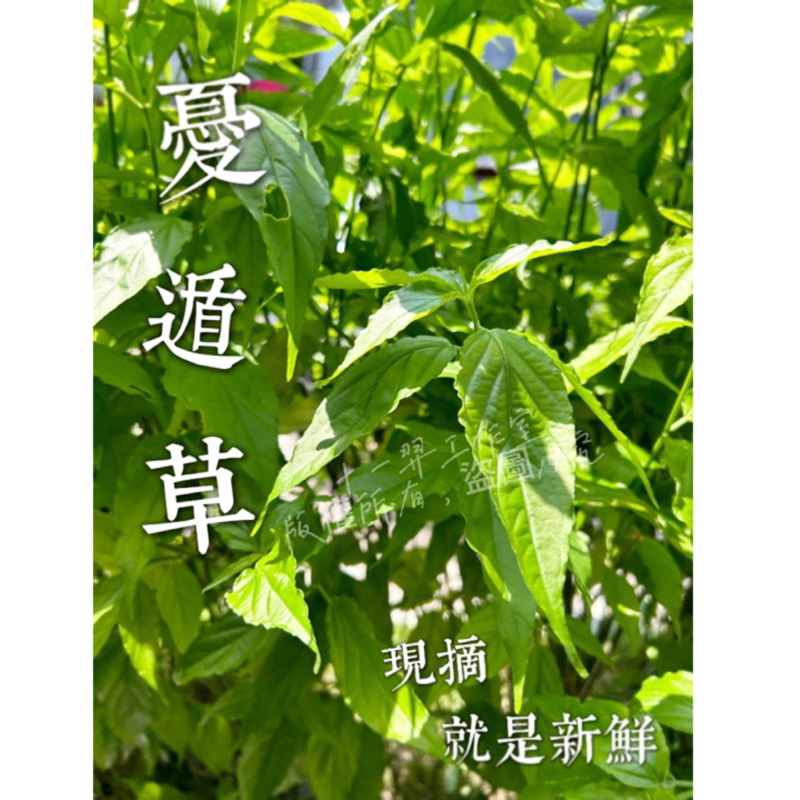 【現摘】憂遁草/沙巴蛇草/鱷嘴花/55葉不含莖梗/自行栽種無農藥