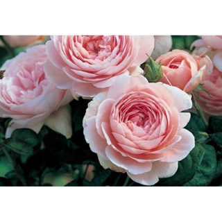 瑞典女王 玫瑰花月季 植株盆栽 無根保濕枝條