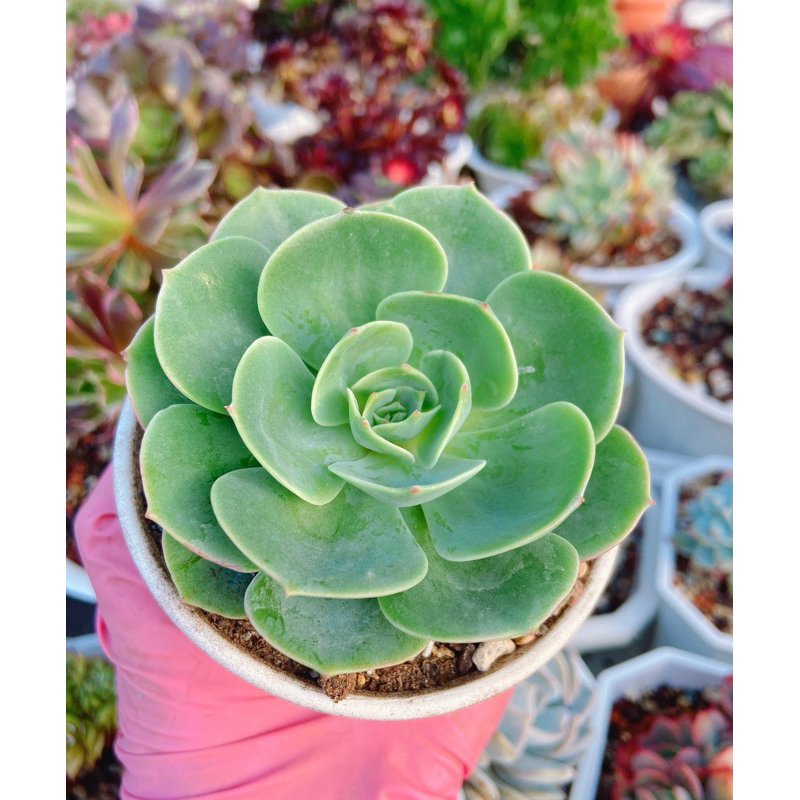 💕貳參幸福多肉💕 七福神 多肉植物