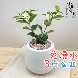 【小品文化】白絹梅【現貨】3吋雪胖免澆水盆栽 室內植物 室內盆栽 懶人盆栽 水培植物 水培盆栽 室內盆栽 開花植物