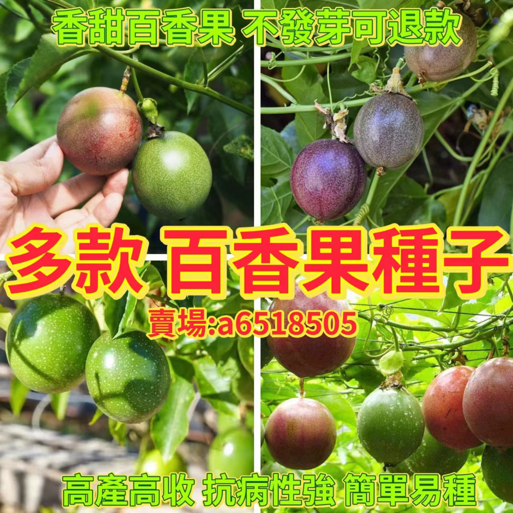 🔥百香果種子🍓四季水果 黃金百香果 滿天星 紅皮百香果 香蕉百香果種子 四季種植 高產 發芽率高 不發芽可退款