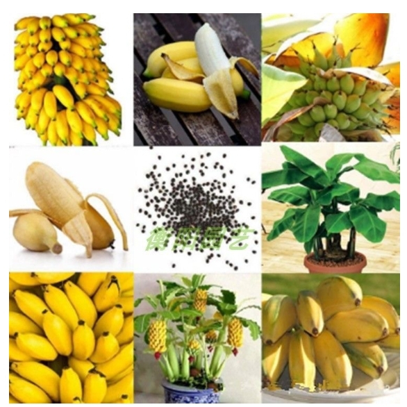 ✨【稀有 迷你香蕉種子】稀有品種香蕉 香蕉種子 四季種植 盆栽庭院  超高發芽率   水果種子