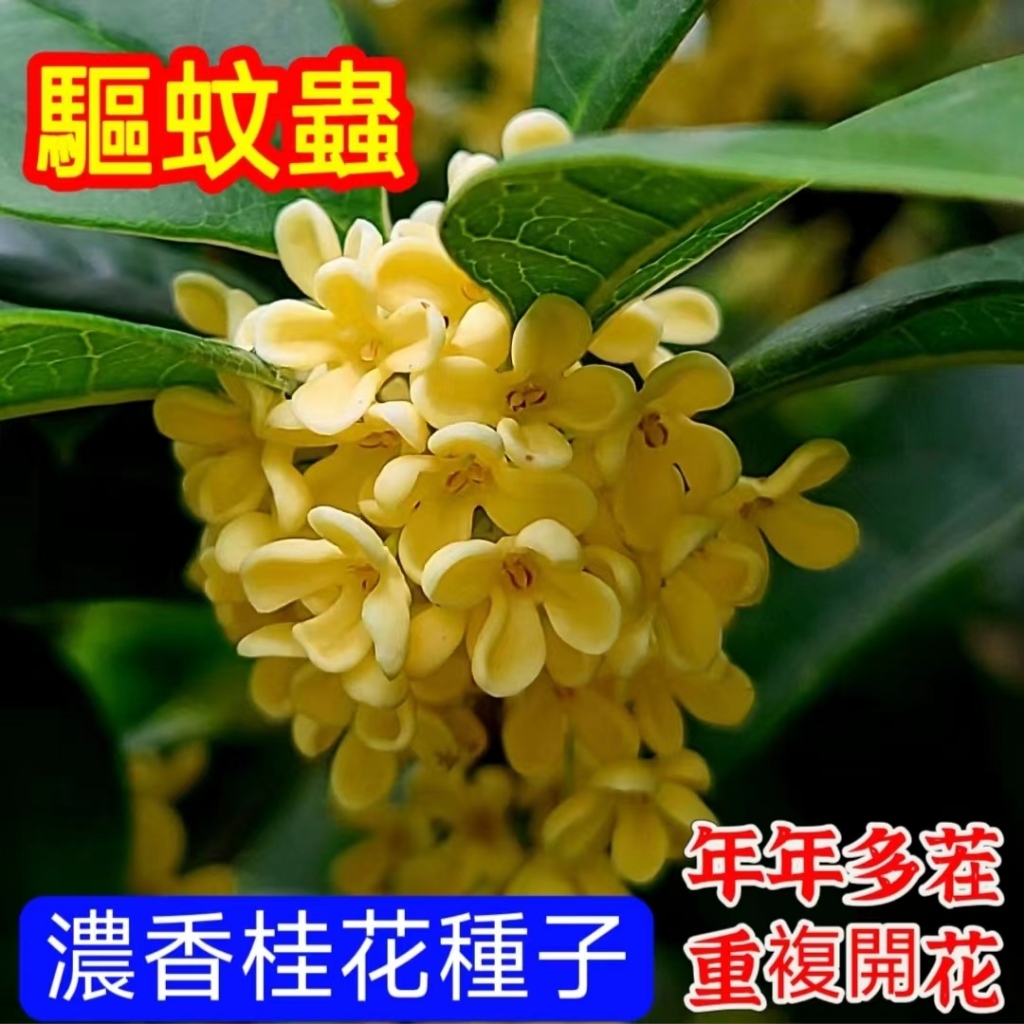 💥💥【桂花種子 樹苗】金桂 丹桂種子 桂花樹 超級好養耐乾旱植物種子 濃香型花卉 一年輪番多茬開花 香飄滿院子 可盆栽地