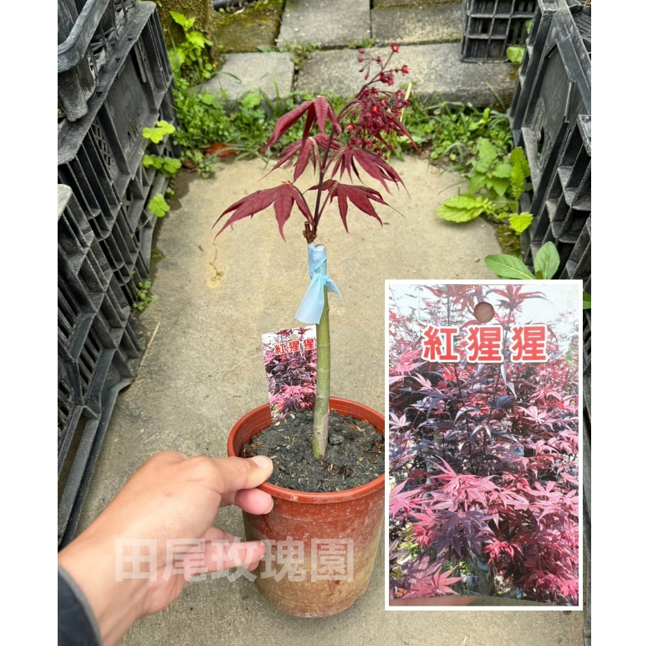 田尾玫瑰園 l 紅楓．紅猩猩【5吋盆 高度約30cm】楓葉 楓樹苗 觀葉植物  (植物眾多歡迎詢問) 盆栽 植栽