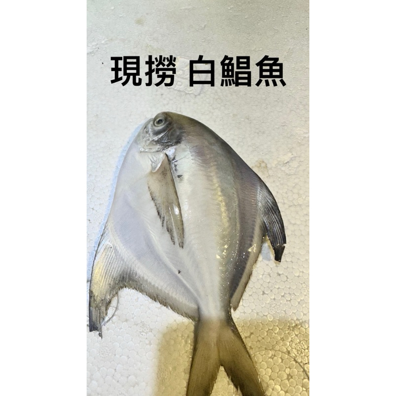現撈白鯧魚過年最佳首選🧨一份3尾500元約一斤