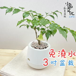 【小品文化】進財樹【現貨】3吋雪胖免澆水盆栽 室內植物 室內盆栽 懶人盆栽 水培植物 水培盆栽 室內盆栽 觀葉植物