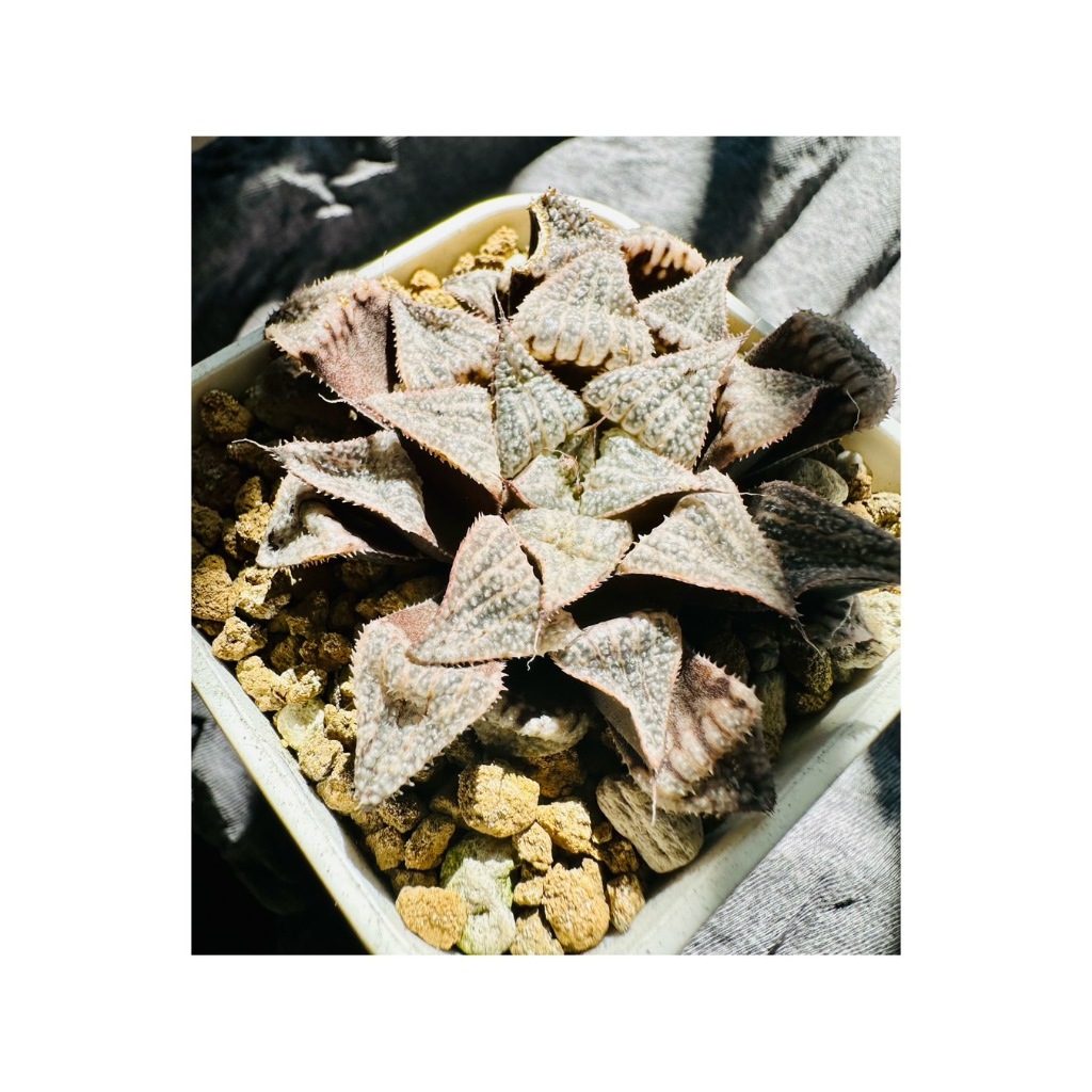 (Greenthumb)多肉植物_百合科_十二卷屬_Haworthia_[調牌壽]