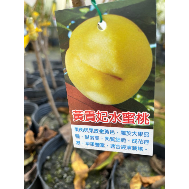 黃貴妃 水蜜桃 /4吋～嫁接果樹苖木⋯