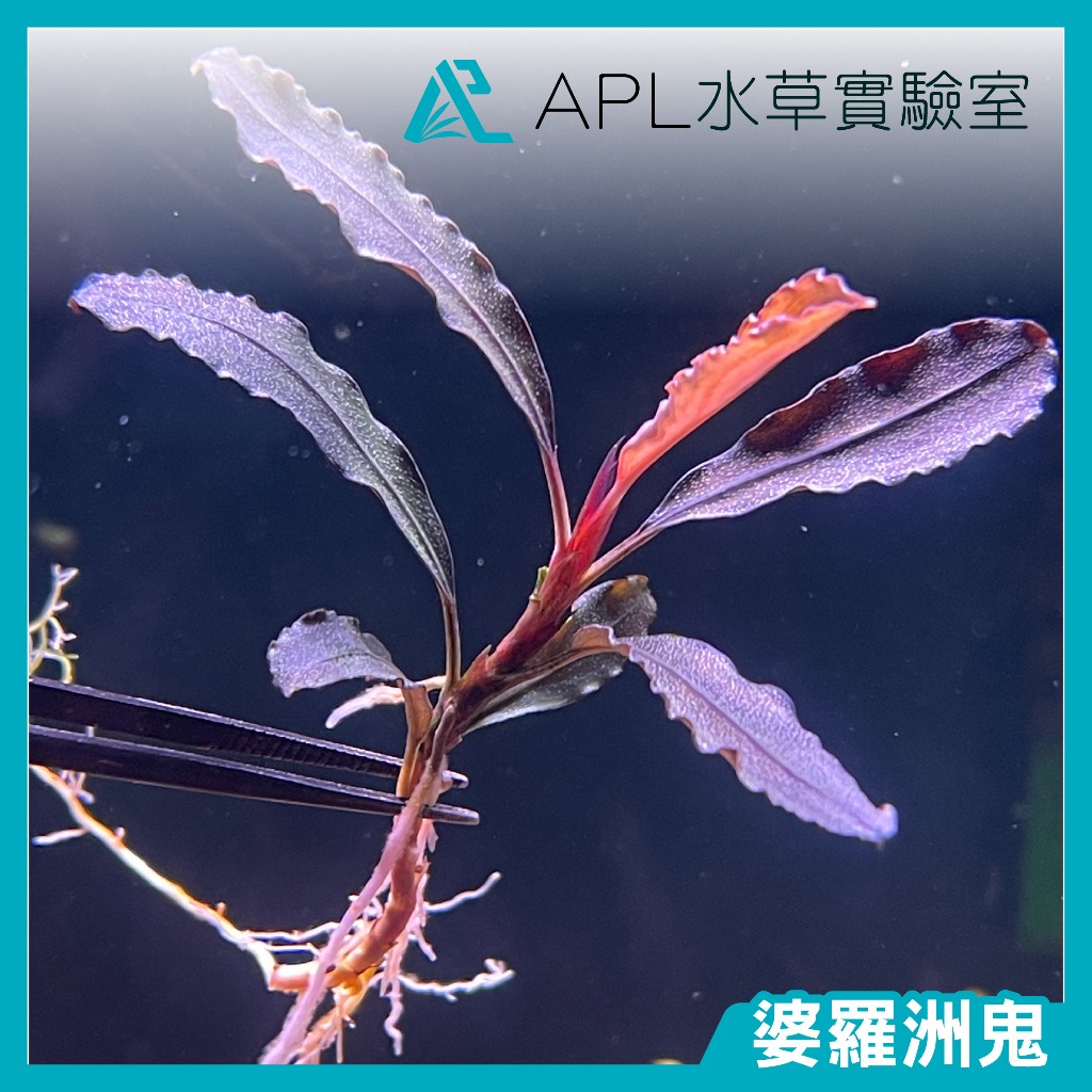 APL水草實驗室 - 婆羅洲鬼 辣椒榕 神秘草 水中葉