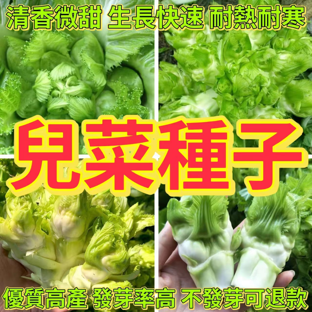 🔥兒菜種子🍓蔬菜種子 兒菜種子 四季播種兒菜種子 脆嫩可口 可做腌菜 發芽率95%