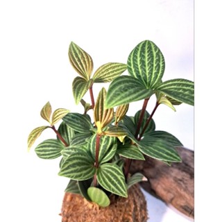 苔球(直徑約8-9cm)/多葉蘭🌱(白脈椒草)/造景盆栽/上板植物/文青小品/療癒蕨品/家居飾品/🌿漂流木手工蕨品坊🌿