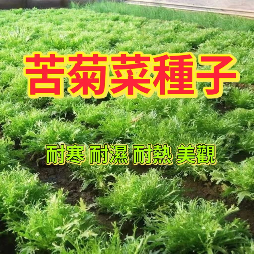 🔥苦苣種子🍓四季播種 苦菊菜種籽 黃心沙拉菜 陽台農家菜園盆栽種植 可生吃蔬菜沙拉庭院陽台盆栽