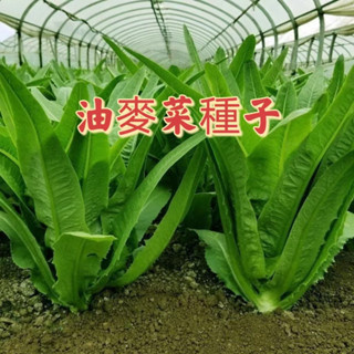 【油麥菜種子】🌱四季香油麥菜種子 紅油麥 香甜油麥 尖葉油麥 油麥生菜四季播種蔬菜種子