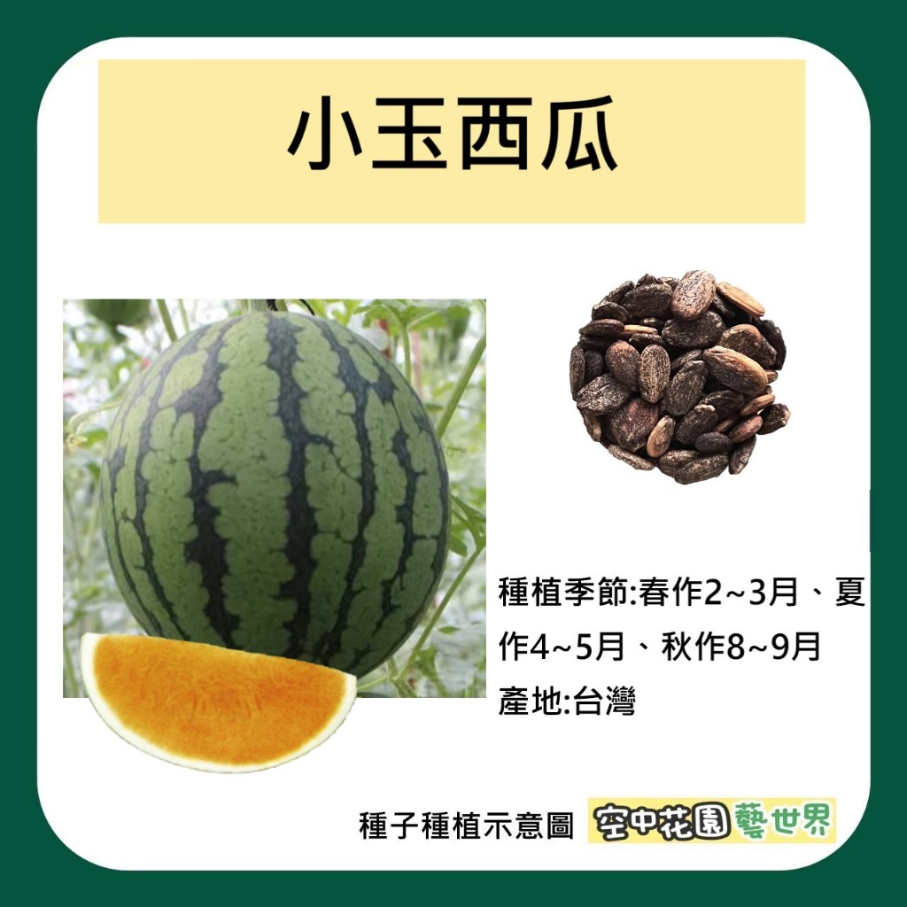 【台灣出貨 電子發票】小玉西瓜 橙肉 種子 3顆 菜籽 西瓜 新品種 金橙西瓜 空中花園藝世界