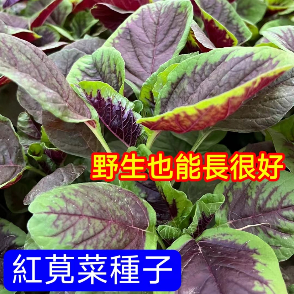 【紅莧菜種子】🔥三十天採收菜籽 金不換 葉菜種子 菜籽 四季蔬菜種植 圓葉柳葉莧菜種子 小院陽台農田種植 盆栽地栽蔬菜