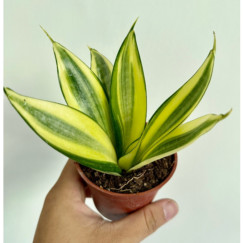 哈尼 虎尾蘭 黃金 Sansevieria Honey Bunny 雨林 觀葉 斑葉 網紅 IG 室內 植物 小李植栽