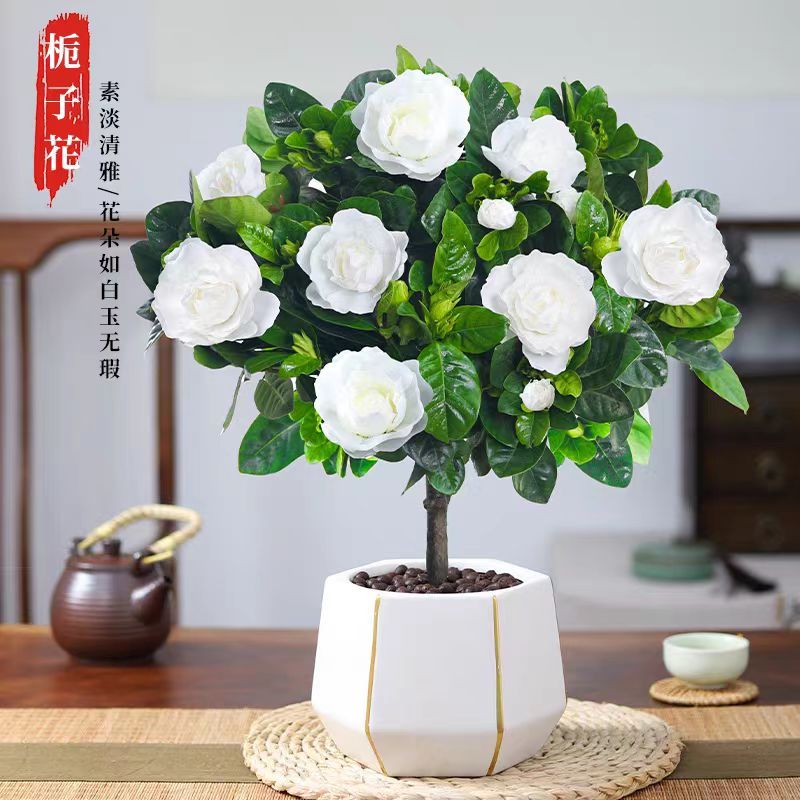 💯正品【梔子花種子】濃香型梔子花（種子）特價 梔子花種子 多品種 黃綠粉白 重瓣 梔 子 花 香濃鬱 發芽率高達99