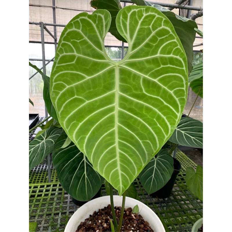 皇火鶴Anthurium Regale