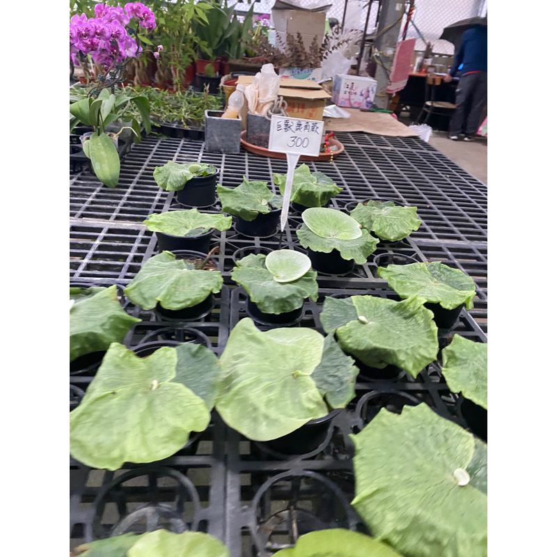 巨獸4吋盆鹿角蕨2024/4月(剛補貨)實物拍攝室內植物 觀葉植物 綠化植物