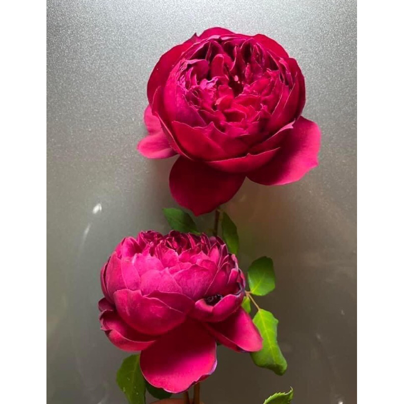 伊芙秋日胭脂_來自日本的紅色包子玫瑰，抗病性極佳