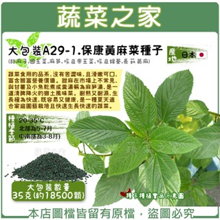 【蔬菜之家滿額免運】大包裝A29-1.保康黃麻菜種子35克(約18500顆) 甜麻子.國王菜.麻芛.埃及帝王菜