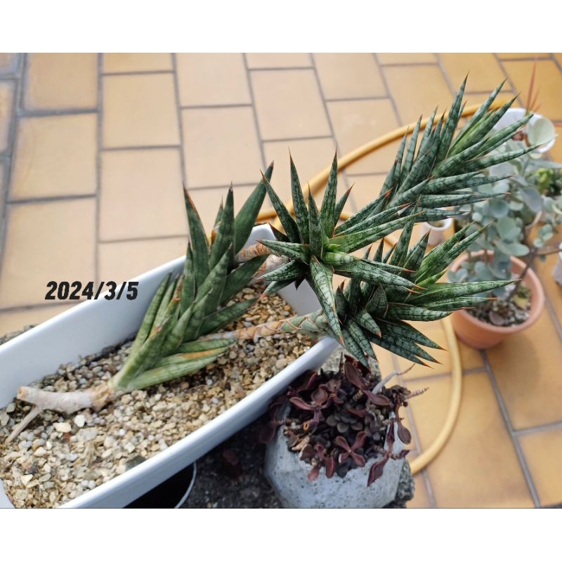 🪴法蘭西斯虎尾蘭Sansevieria francisii 裸根販售 30cm以上 ⁂