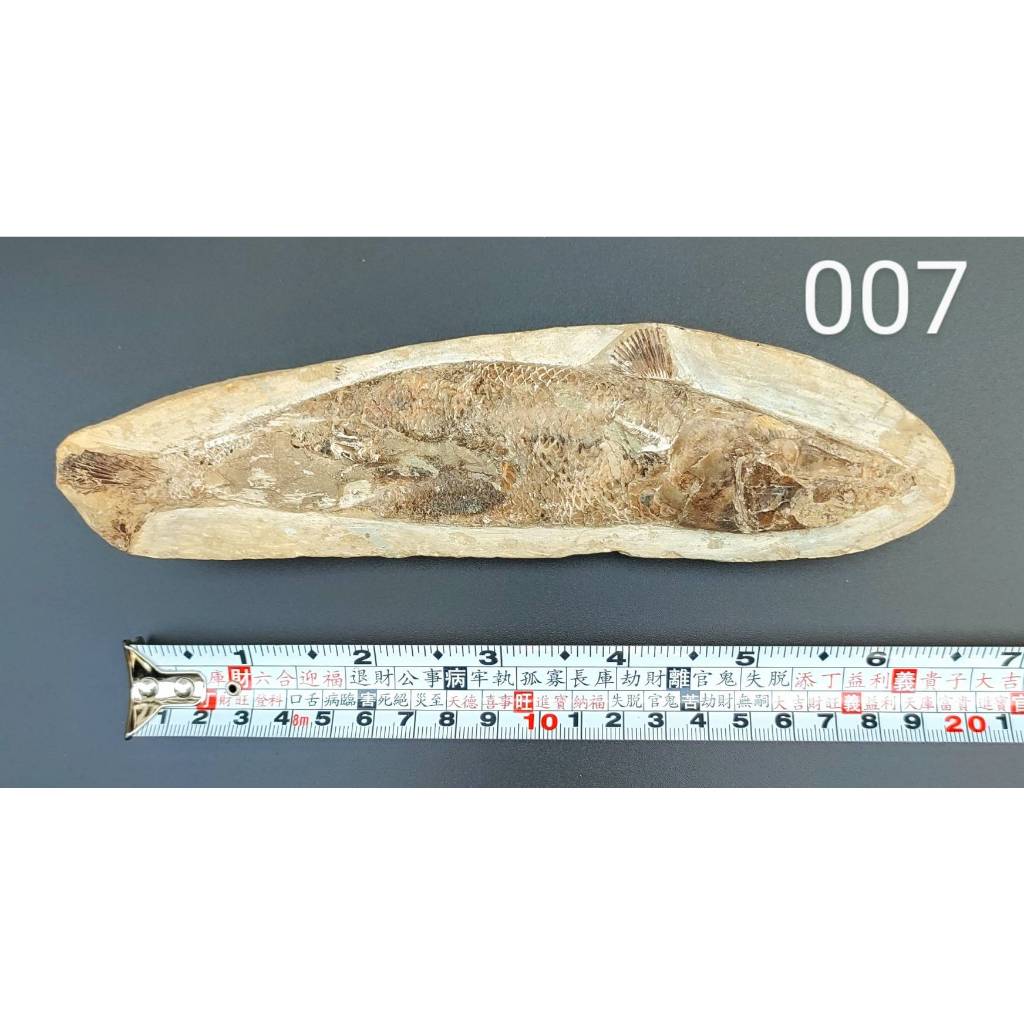 巴西收藏級硬骨化石魚