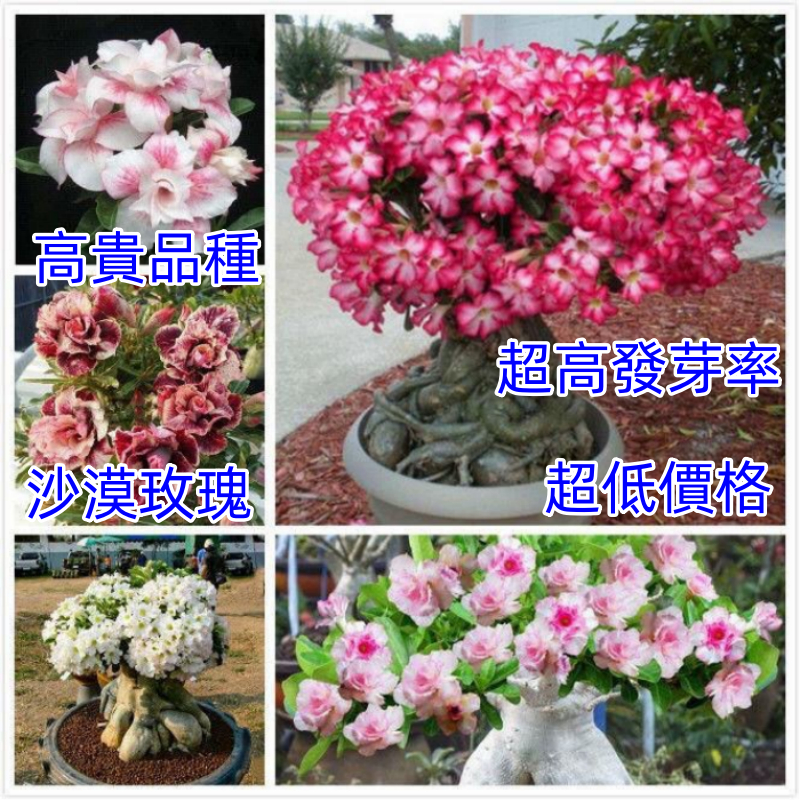 ✨✨✨ 超低價格【沙漠玫瑰】種子種籽 高貴品種 超高發芽率 發芽率超高95%易種植