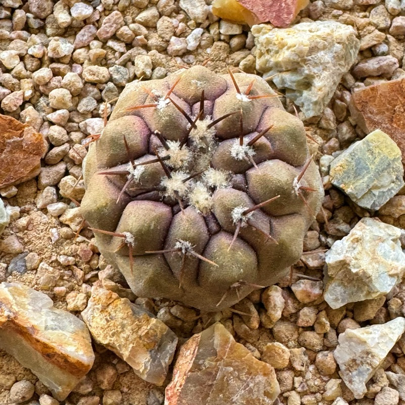 在台現貨 仙人掌 Copiapoa cinerea歐洲貨 黑王丸 實生 ㄧ物ㄧ拍