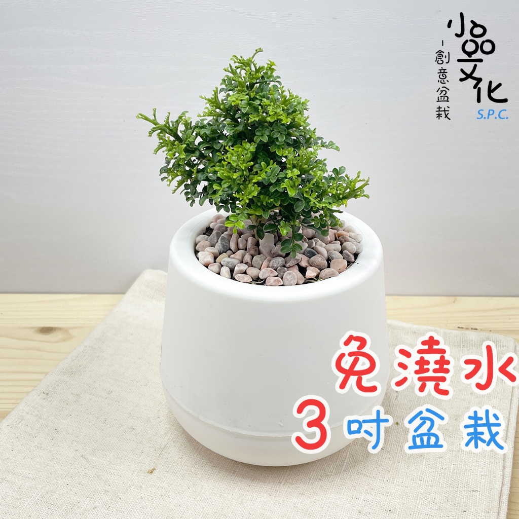 【小品文化】達摩七里香【現貨】3吋雪胖免澆水盆栽 室內植物 室內盆栽 懶人盆栽 水培植物 水培盆栽 室內盆栽