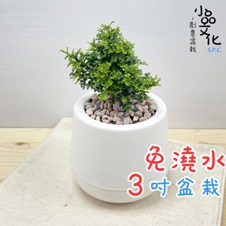 【小品文化】達摩七里香【現貨】3吋雪胖免澆水盆栽 室內植物 室內盆栽 懶人盆栽 水培植物 水培盆栽 室內盆栽