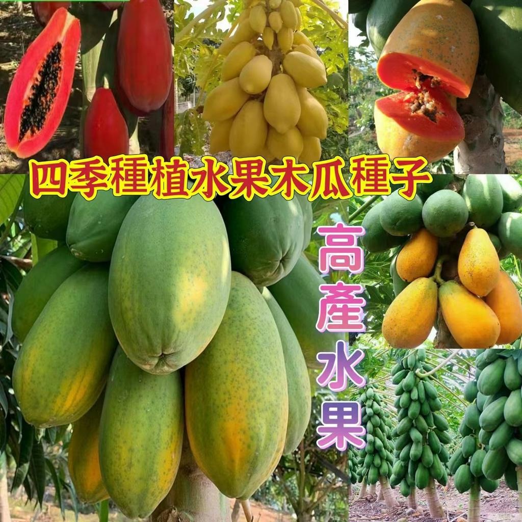 🍓【免運大熱銷】木瓜種子 糖心木瓜 台灣青皮木瓜 牛奶木瓜 黃金木瓜 泰國黃金牛奶木瓜 紅心木瓜 高產木瓜 四季可種植