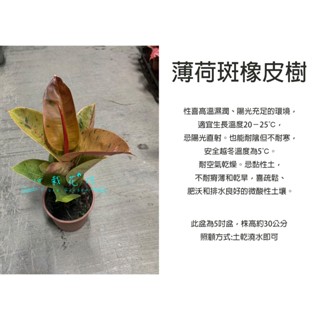 心栽花坊-薄荷斑橡皮樹/薄荷橡膠樹/斑葉橡膠樹/5吋盆/綠化植物/室內植物/觀葉植物/售價240特價200