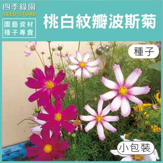 桃白紋瓣波斯菊種子 波斯菊 種子 小包裝【四季綠園】
