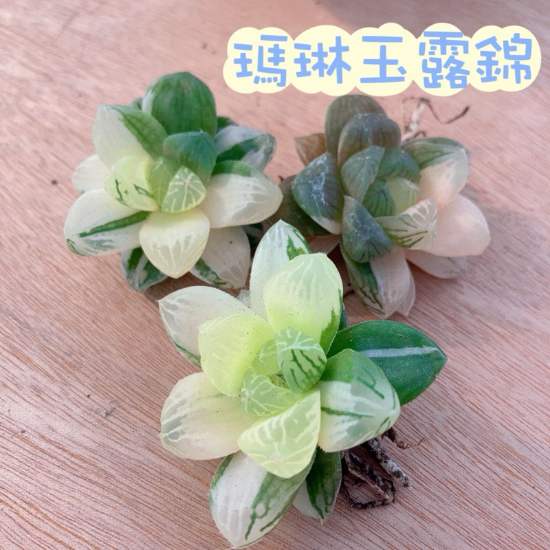 🌵✧植得栽✦【瑪琳玉露錦】百合科/玉露/阿福花科/十二卷/多肉植物/玉露錦/百合/植栽/多肉/園藝/陽台植物