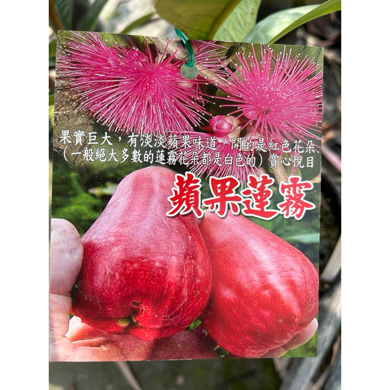 蘋果 蓮霧 / 4.5吋苖植袋～新品種/多年生果樹苗木⋯