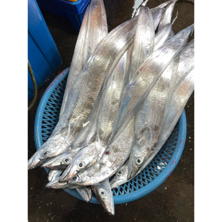 花食間海鮮專賣 白帶魚 現撈白帶魚 野生白帶魚