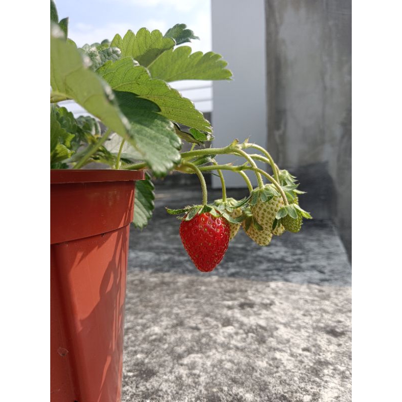 «草莓苗🍓»  鈴鐺 すず 日本F1夏季品種 2021新品