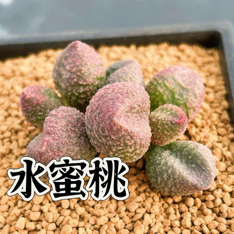 ↠有植感↞ ▮水蜜桃▮天章屬 多肉 多肉植物 景天科 百合科 生石花 植物 觀葉植物 室內佈置 植栽 盆栽 觀葉植物