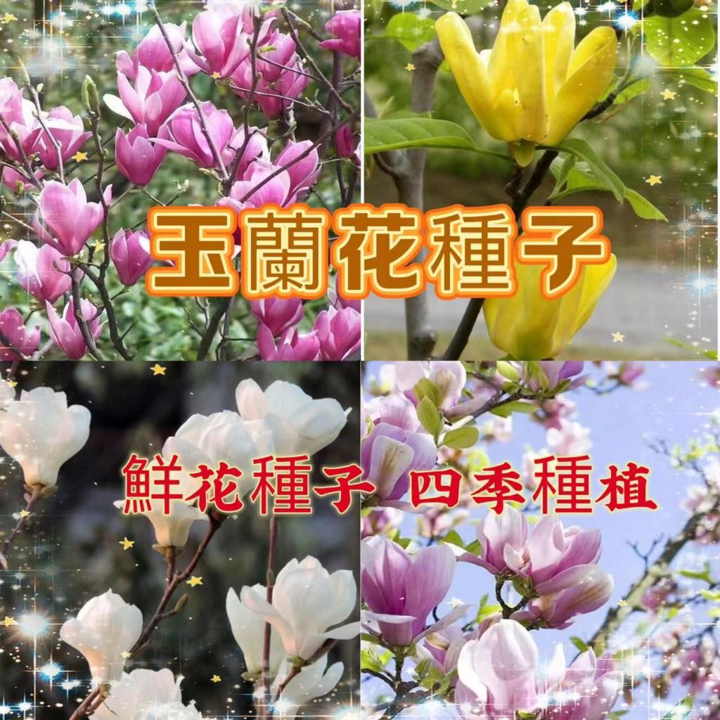 【買二送一】玉蘭花種子 白玉蘭 四季開花大型庭院 觀賞花卉種子 林木種子