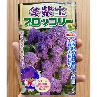 城禾農產🍃 日本冬紫寶紫花筍種子 2粒 日本紫花筍種子 紫花筍種子 紫花椰菜種子 花椰菜種子 日本花椰菜種子 花椰菜種子