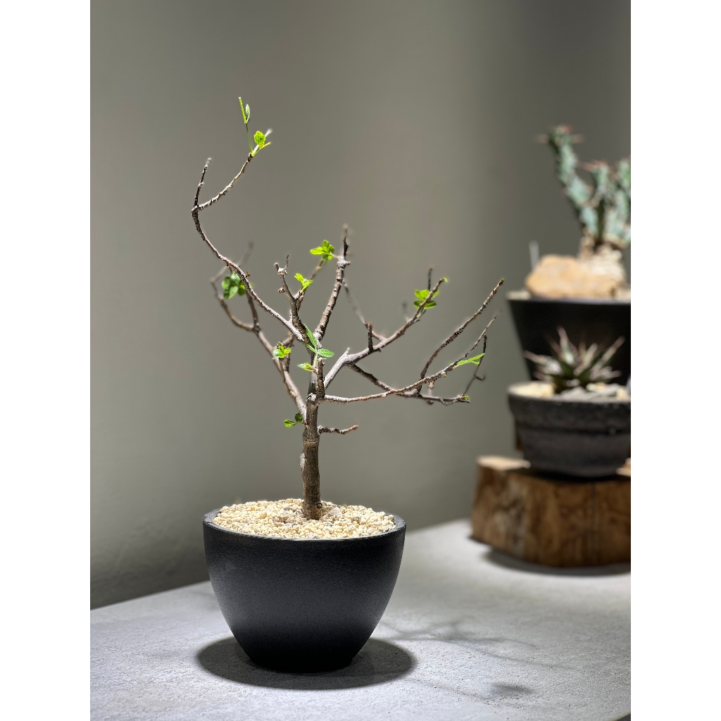 「高壓植株」芬芳橄欖Bursera Fagaroides｜橄欖科裂欖屬