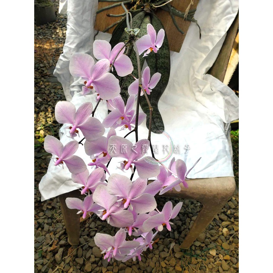 【蘭花舖子】Phal. schilleriana 西蕾麗蝴蝶蘭 032702