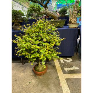 售出 山槭（日本山槭）日本楓樹盆栽、盆景、盆栽出租