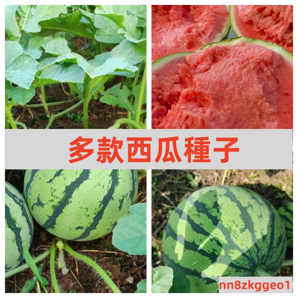 🔥【多款西瓜麒麟瓜種子】 巨型西瓜種子 95% 耐寒耐旱易養活 四季播種 超甜水果