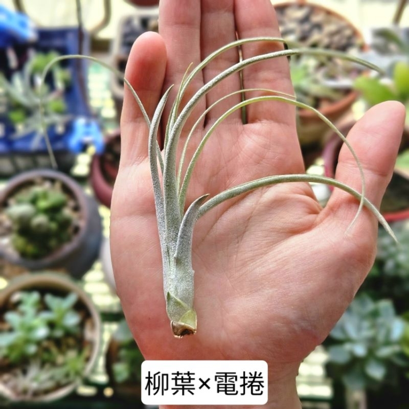 〔鳳梨草手〕空氣鳳梨-柳葉×電捲，T. balbisiana x streptophylla