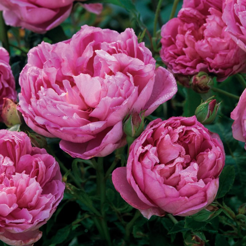 《菲查爾德先生》英國玫瑰  蔓性玫瑰  四季 薔薇 月季三寸半苗 自產自銷