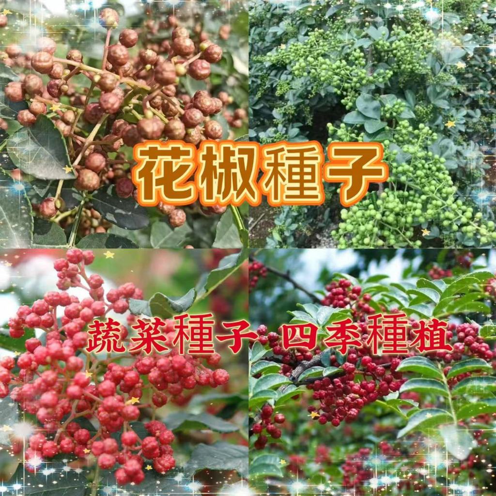 【買二送一】花椒種子 高級香料 大青椒大紅袍花椒種子 南北可種植 四季播種 發芽率高 無刺麻椒種子 易養活 新手可種