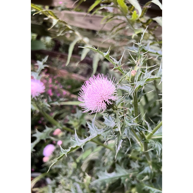 雞角刺種子 大薊 臺灣國寶雞角刺 紫花雞角刺  種子